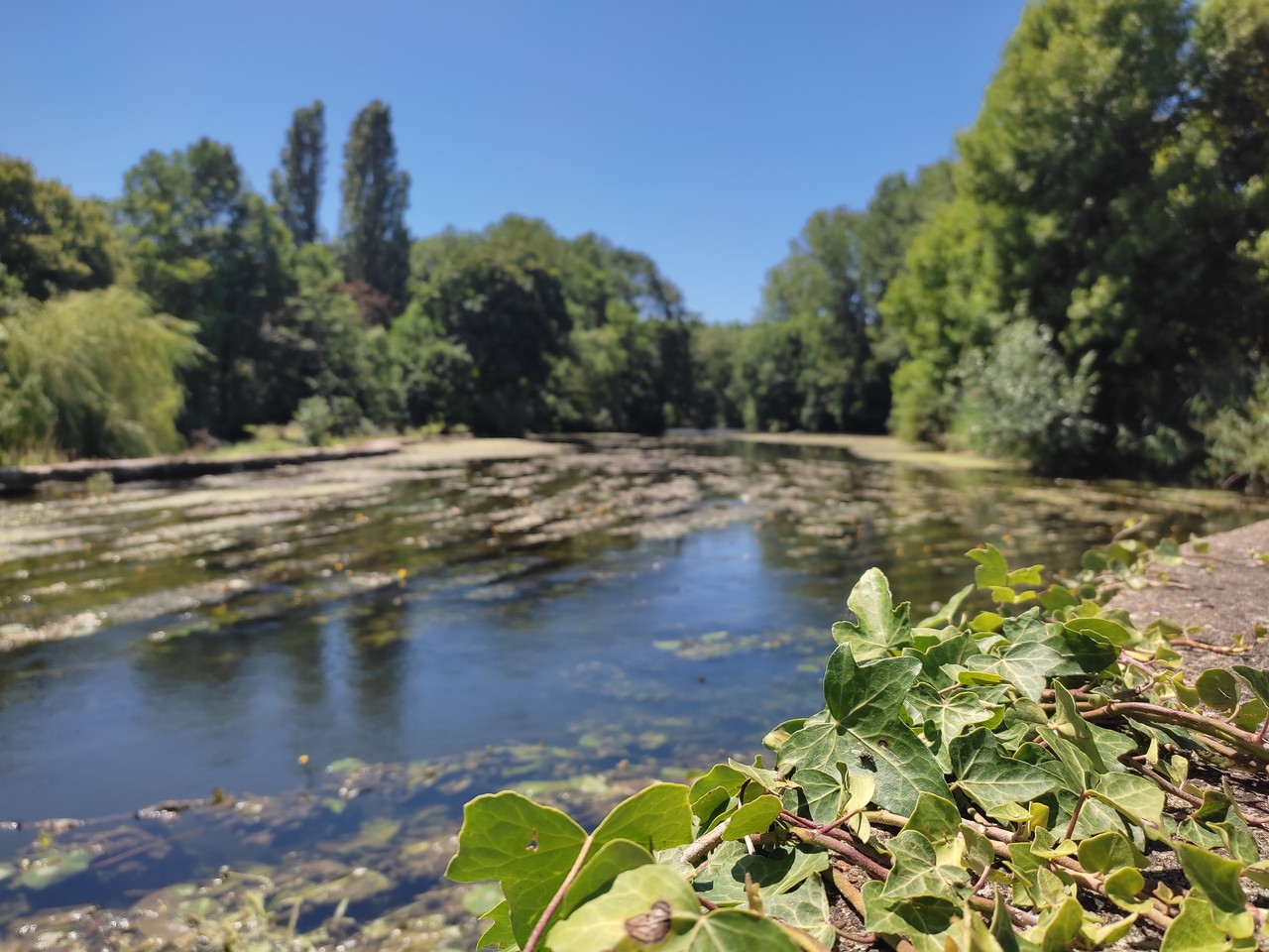 photo du Clain représentant un environnement entre eau et végétal