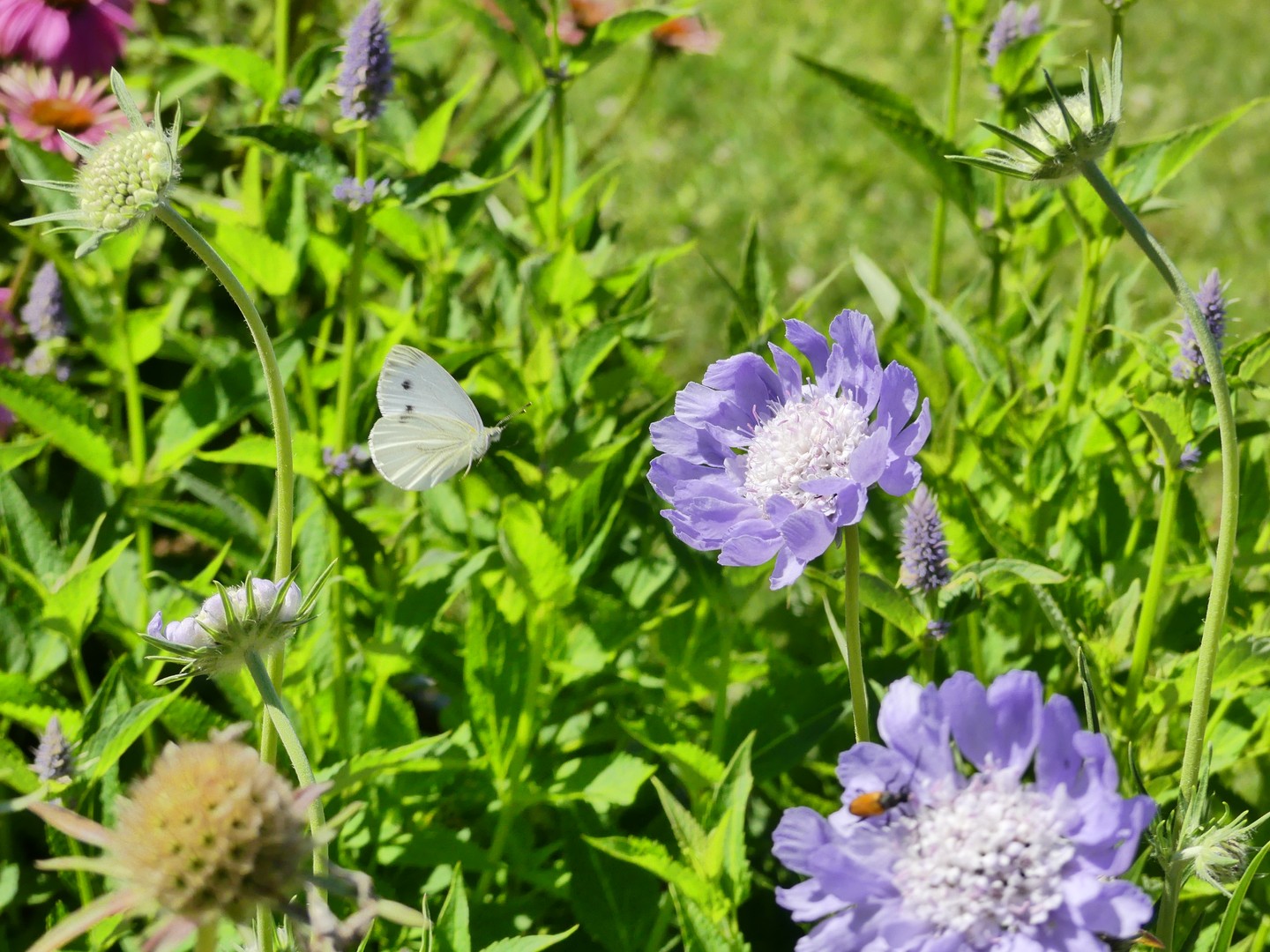 papillon fleur bleue biodiversité
