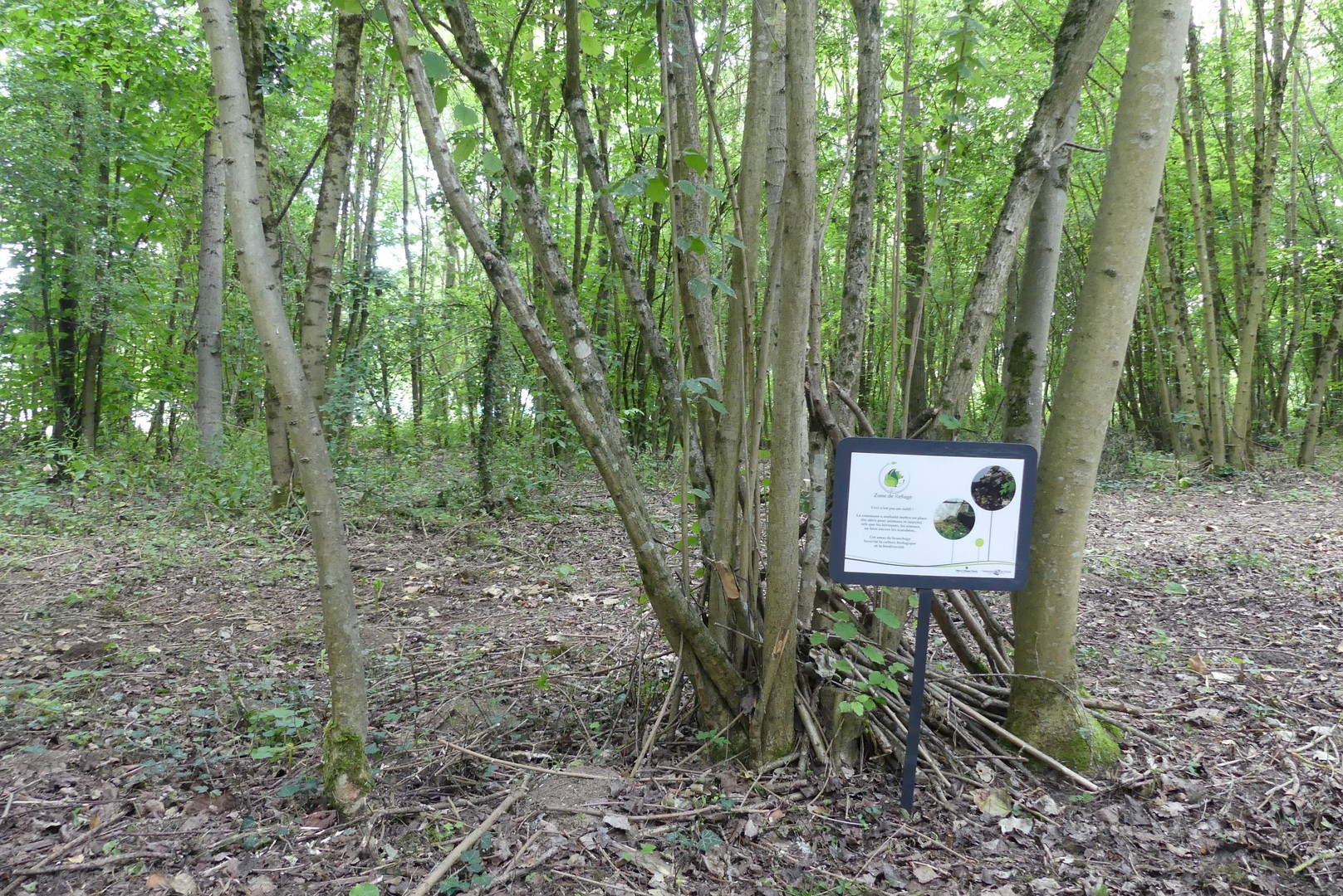 photo du bois de la pièce des cards représentant la zone naturelle avec des arbre dans un sous-bois