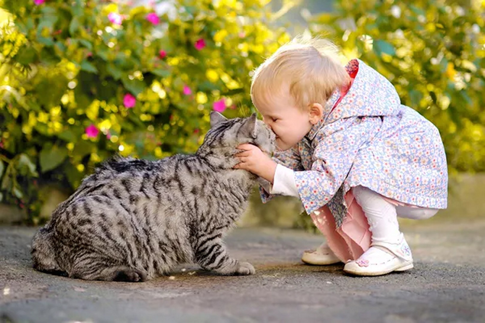 un chat et une petite fille