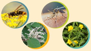 quatre photos d'espèces animales et végétales envahissantes Moustique frelon