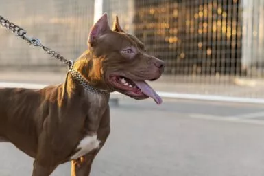 Pitbull tenu en laisse représentant les chiens dangereux